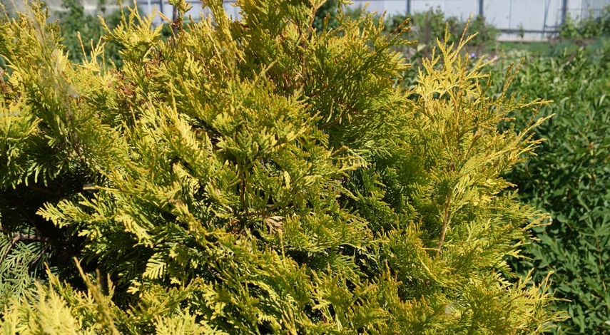 болезни и вредители хвойных