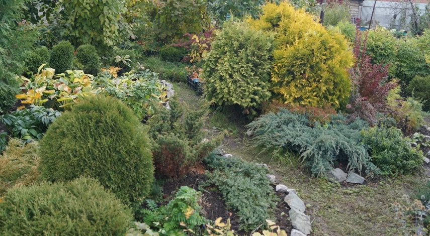 чем обработать туи весной от пожелтения