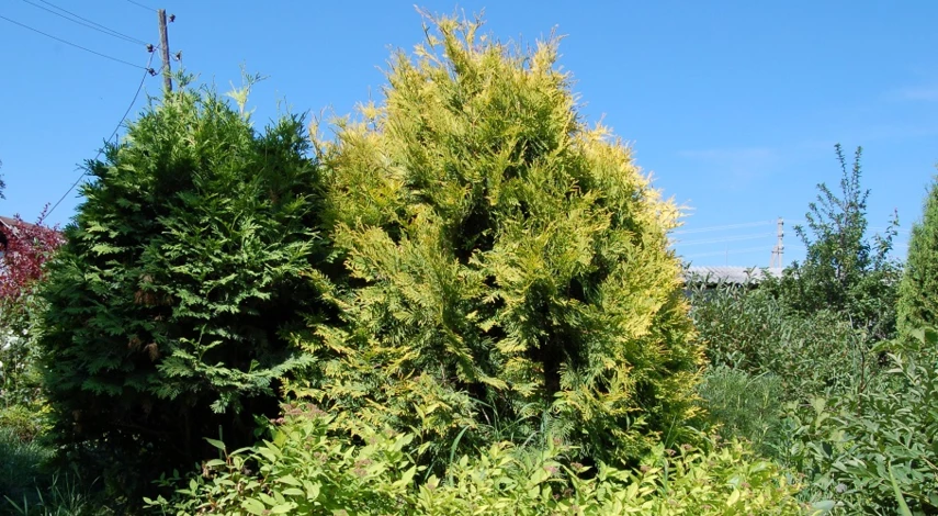 чем подкормить хвойные растения