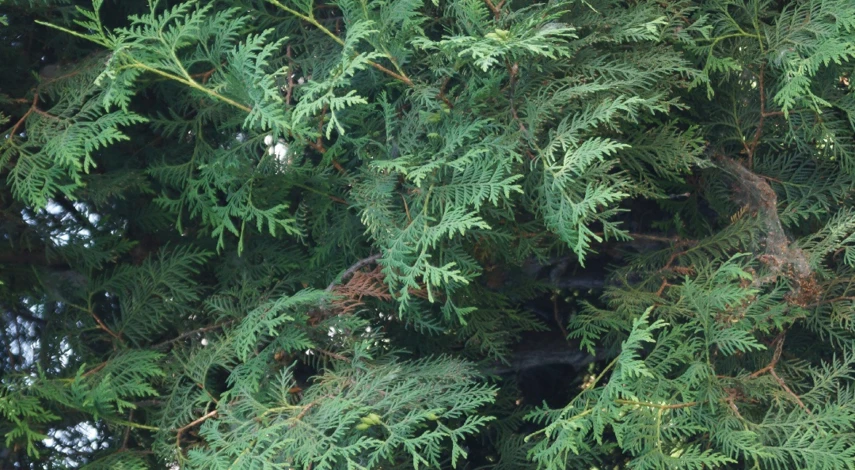 паутина на туях чем обработать