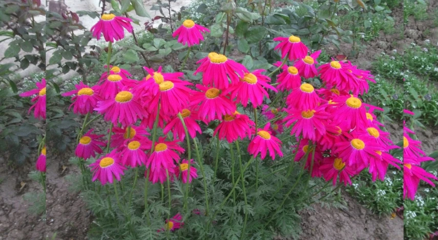 как называются цветы похожие на ромашки