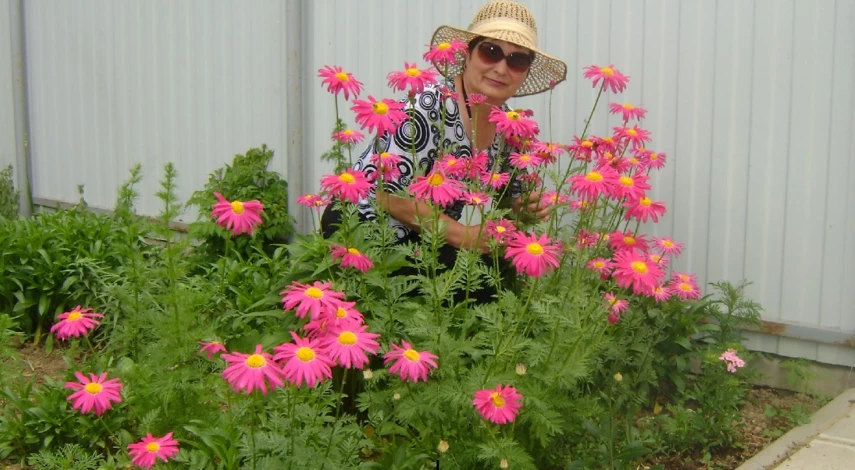 цветы как ромашка разноцветные