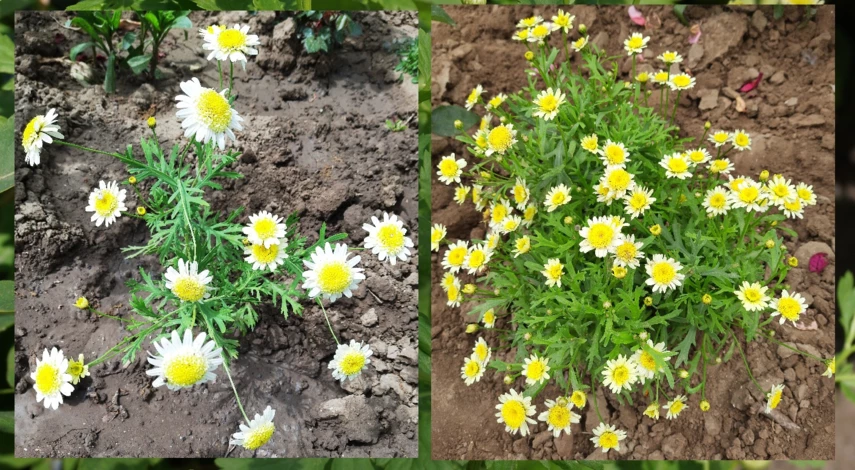 желтый цветок похожий на ромашку