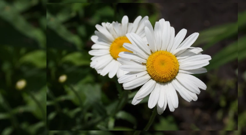 цветы как ромашки название