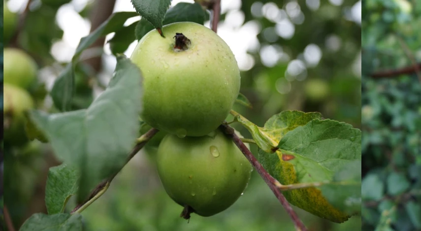 внекорневая подкормка яблонь