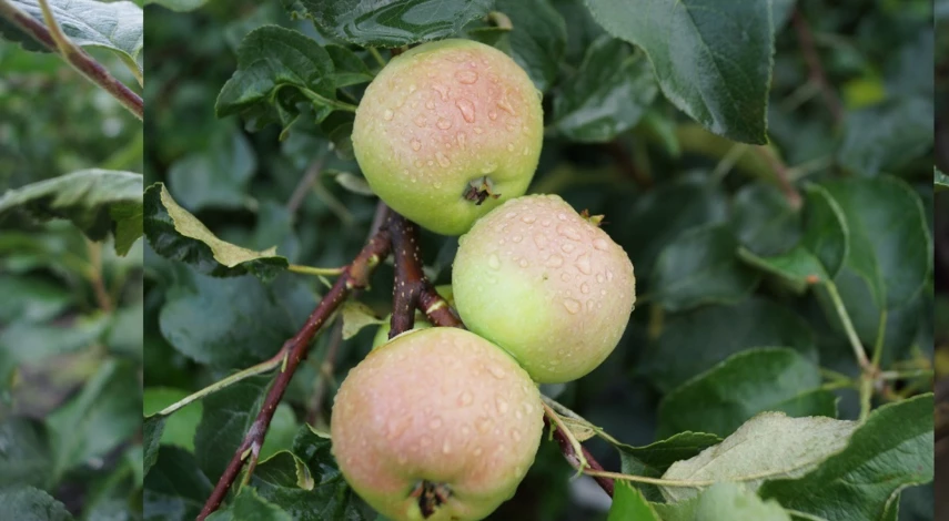 удобрение для яблони