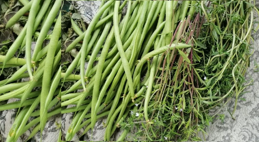 спаржевая фасоль выращивание и уход