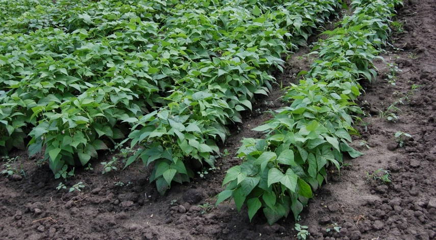 посадка фасоли с картофелем