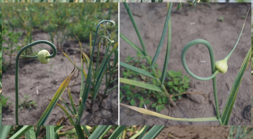 удаление стрелки чеснока