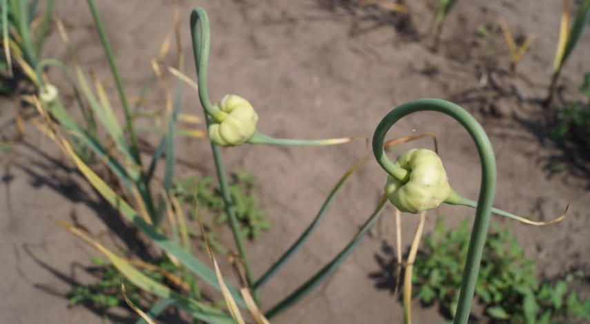 чесночные стрелки на зиму