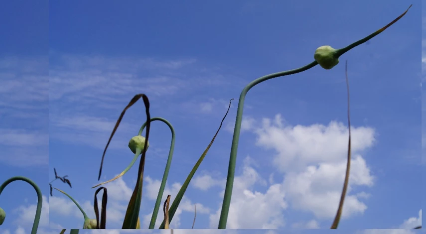 рецепт приготовления стрелок чеснока