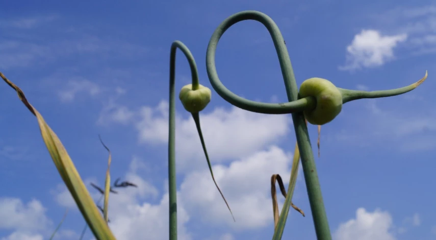 когда обрывать стрелки у чеснока