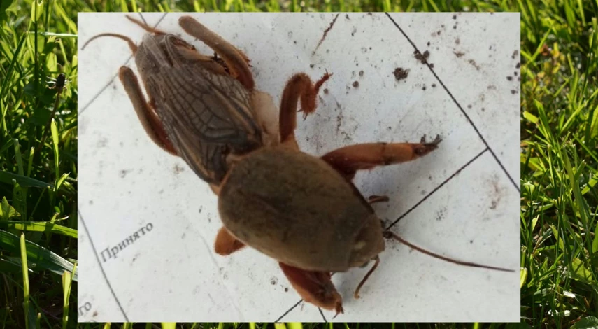 как выглядит медведка