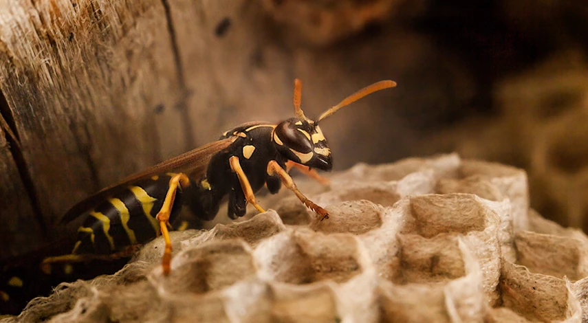 средство от ос