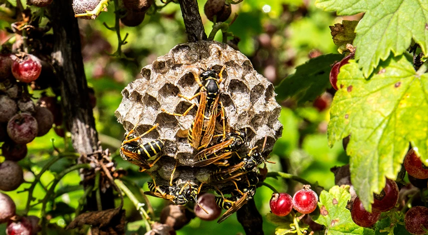 обработка осы