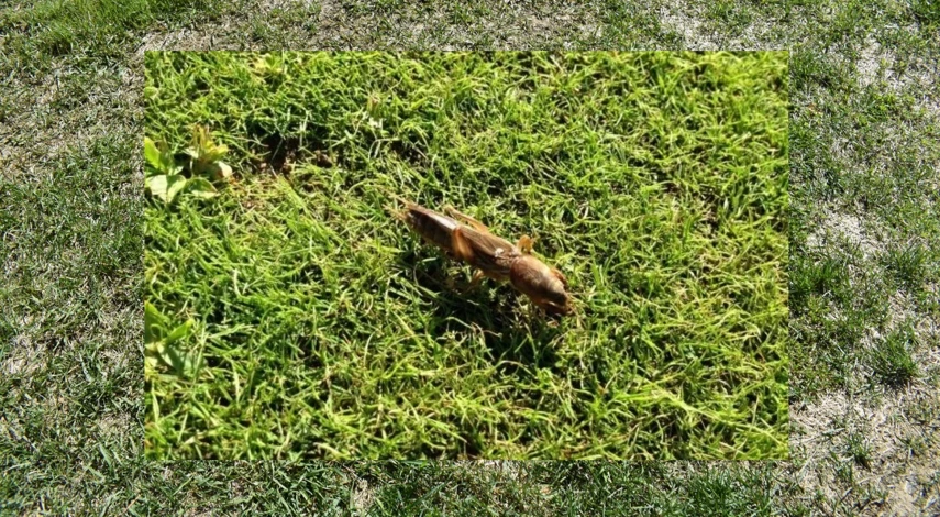 народные средства от медведки