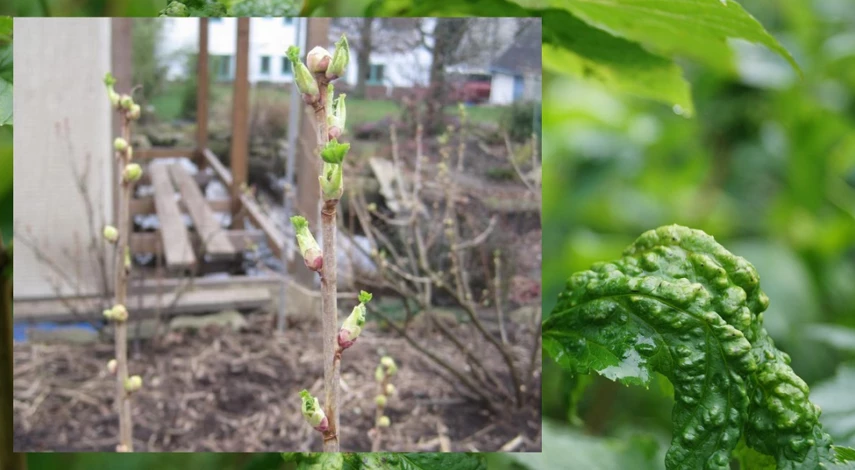 как бороться с клещом на смородине