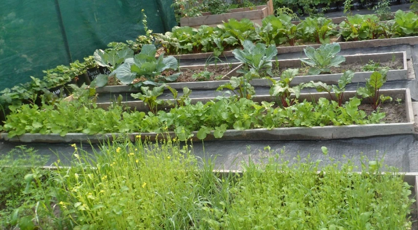 сернокислый калий применение