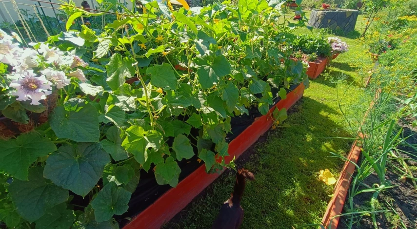 высокие грядки из досок