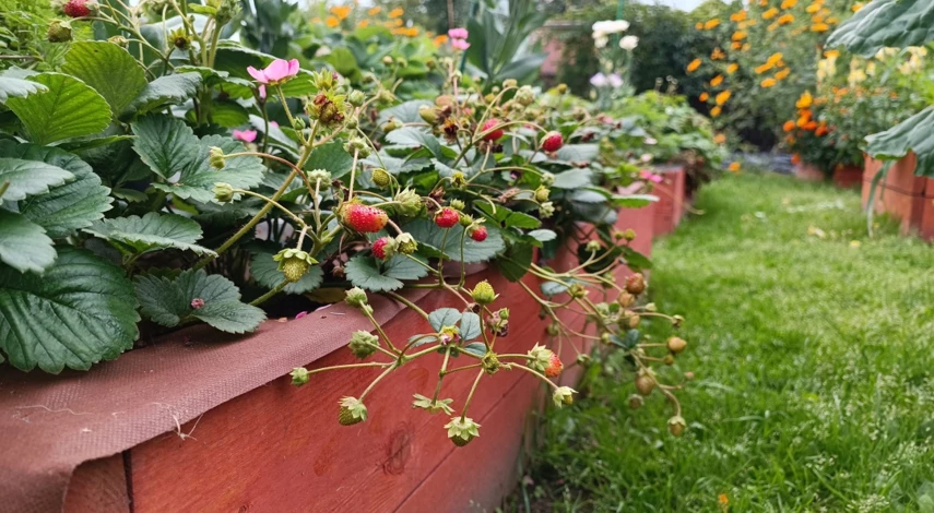 высокие грядки для клубники