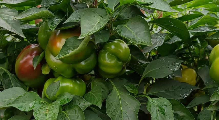 чем заполнить высокие грядки