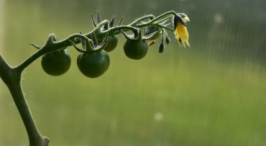 почему не завязываются помидоры