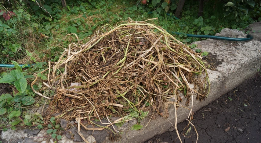 как защитить картофель от колорадского жука