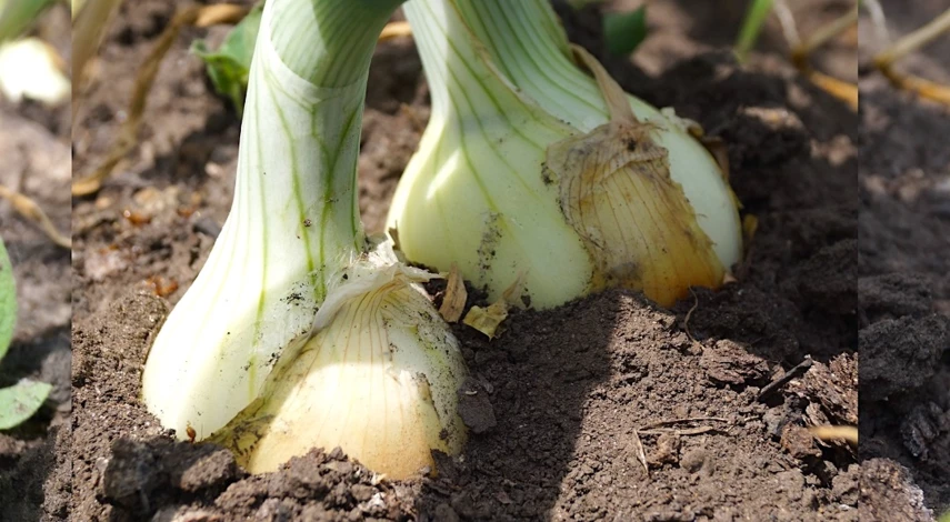 подкормка лука в июне