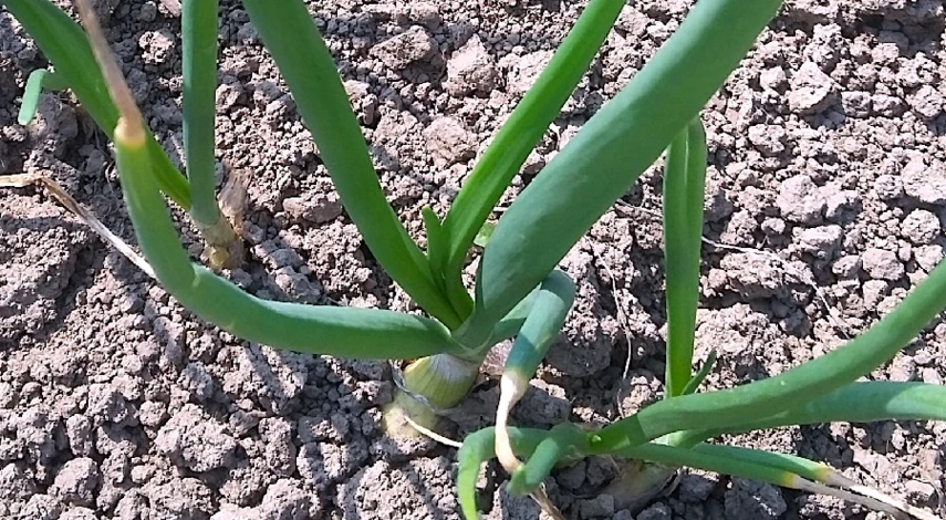 подкормка лука нашатырным спиртом