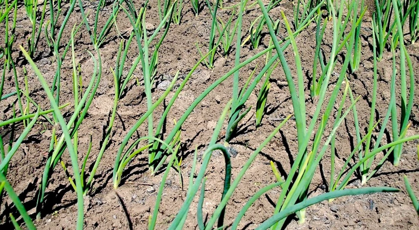 подкормки лука в открытом грунте