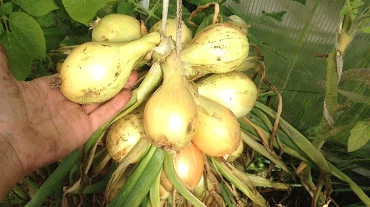 подкормка лука весной и летом