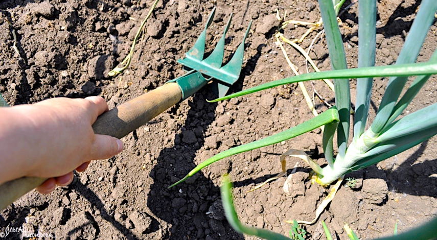 можно ли подкармливать лук