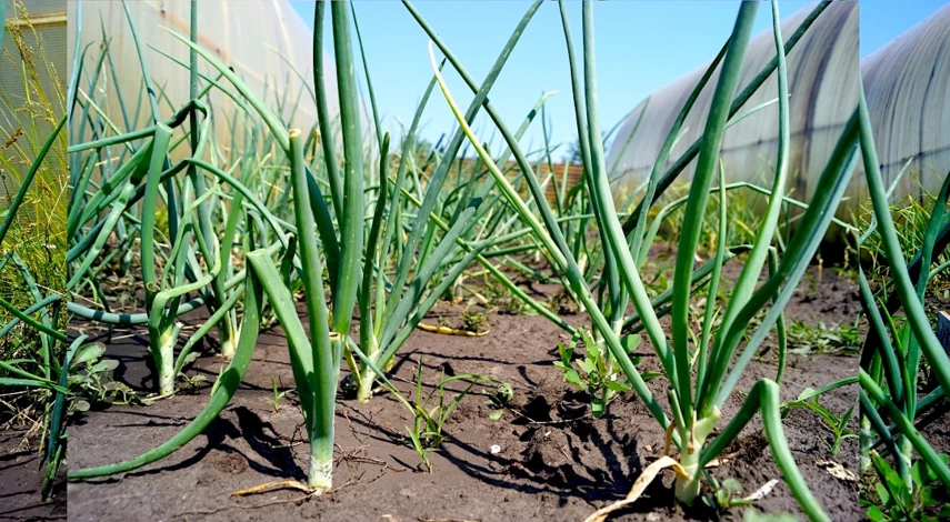 чем подкормить лук в июне