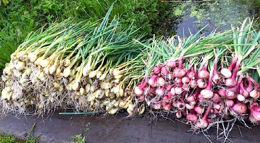 чем лучше подкормить лук