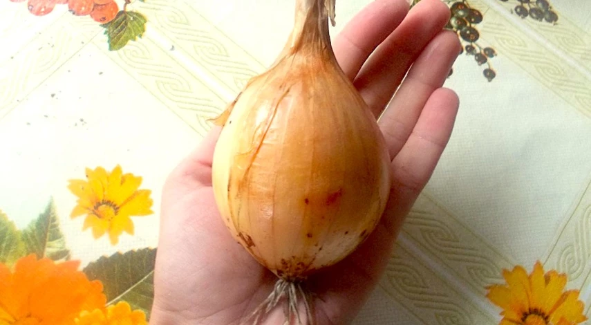 чем подкормить лук весной