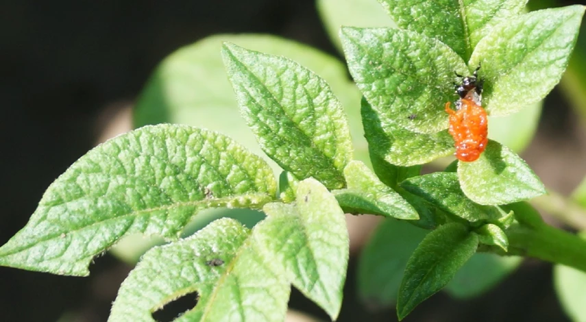 обработка картофеля от колорадского жука