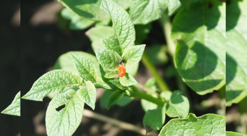 колорадский жук на картофеле