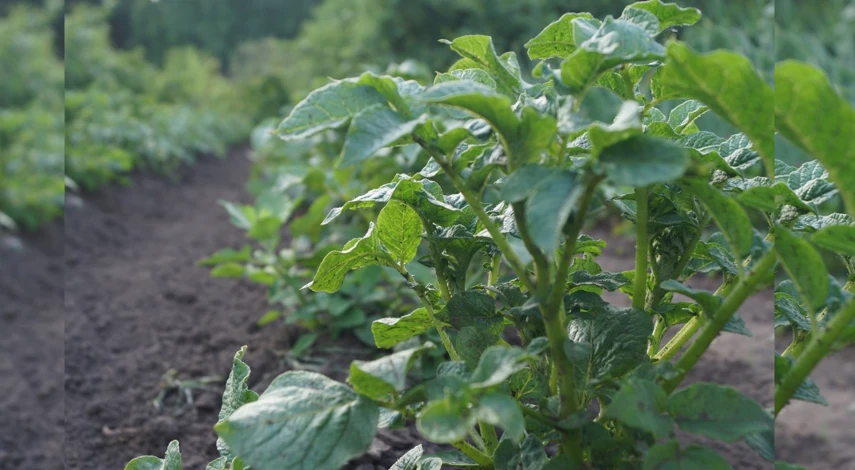 опрыскивание картофеля от колорадского жука