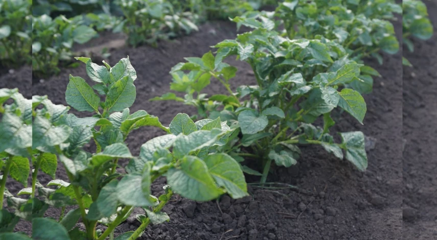 борьба с колорадским жуком на картофеле