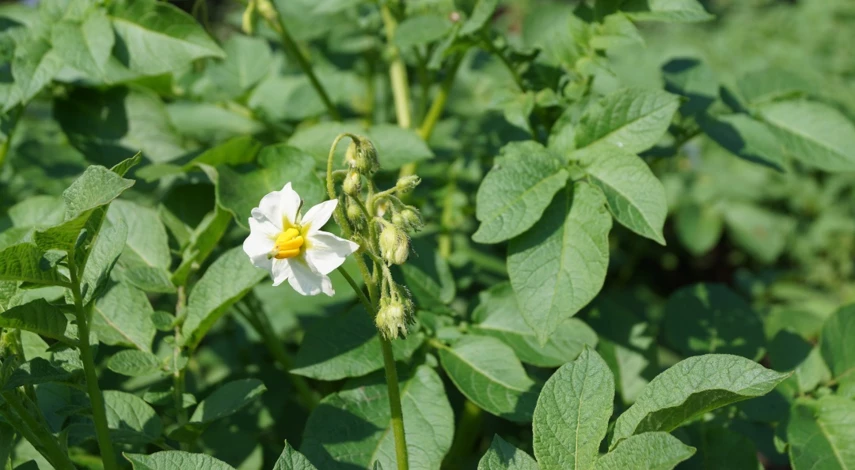 актара для картофеля от колорадского жука