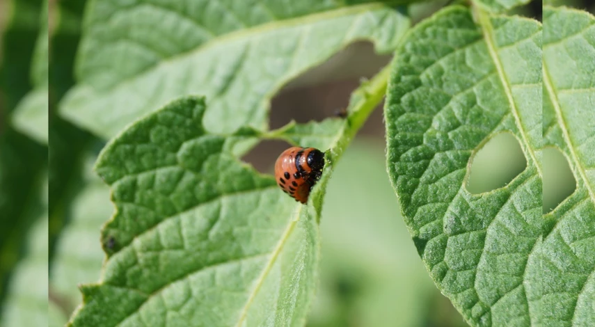 колорадский жук на картофеле препараты