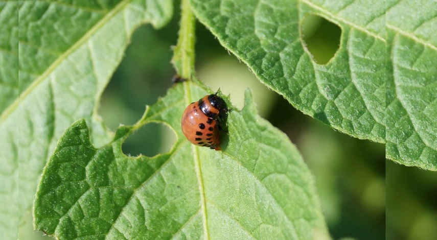 борьба с колорадским жуком на картофеле