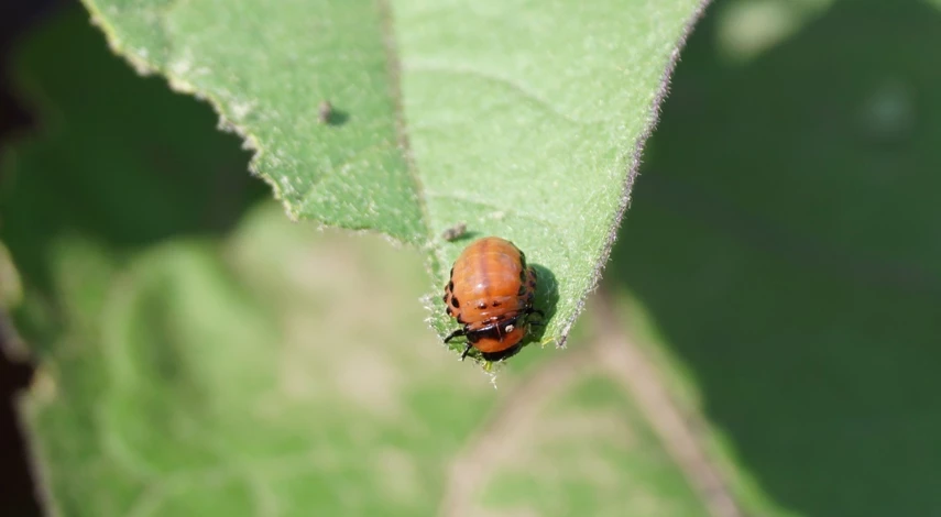 колорадский жук на баклажанах
