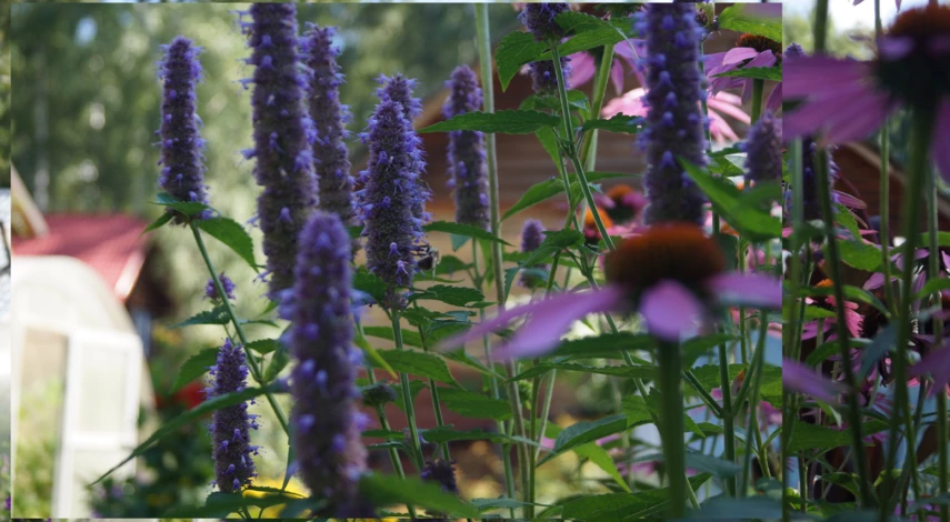 ароматный многоколосник