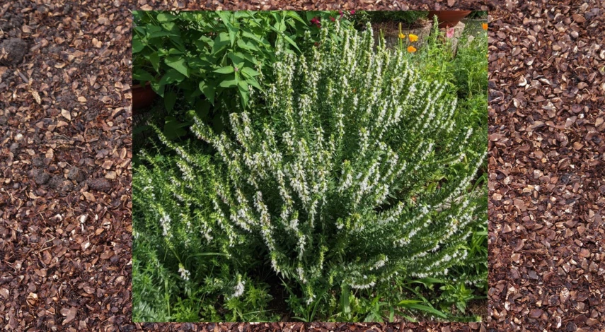 растения с сильным запахом