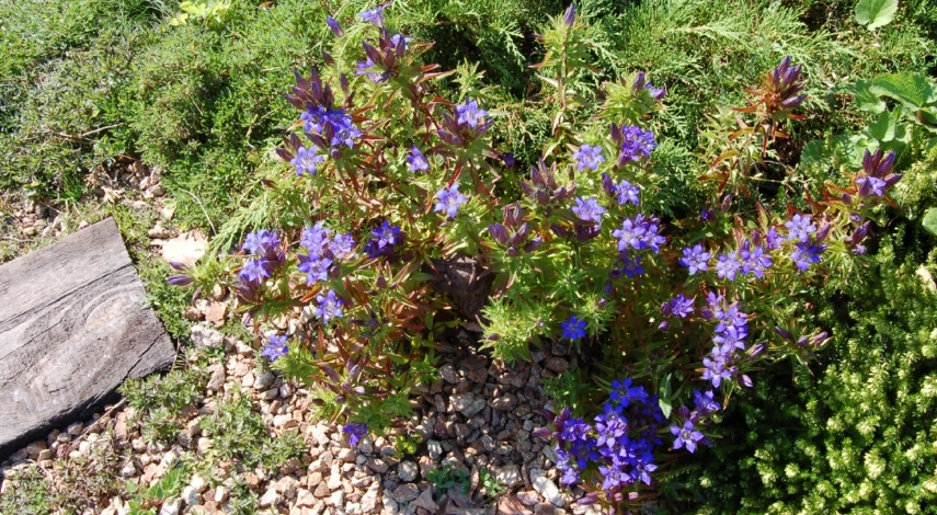 шалфей ароматное растение