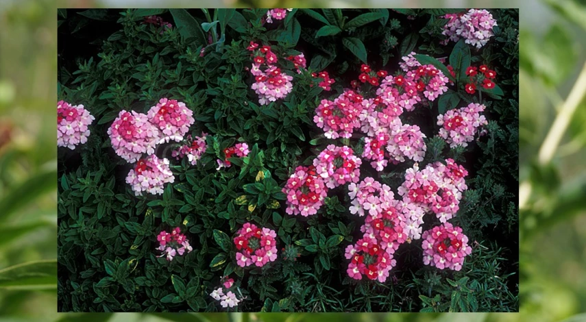 вербена ароматные цветы