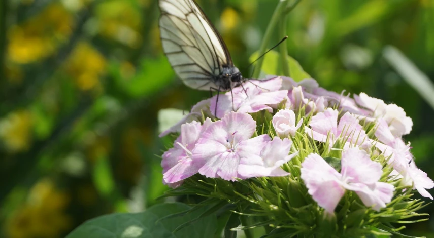 ароматные цветы гвоздика