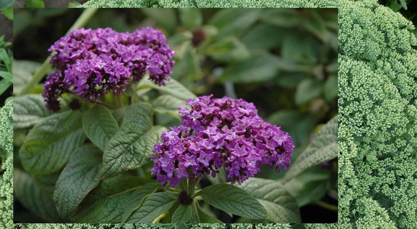 гелиотроп ароматный цветы