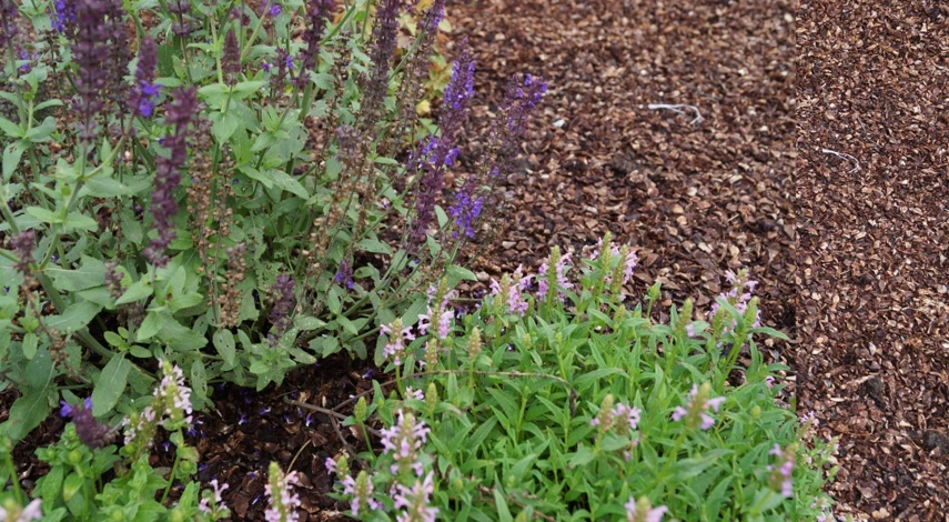 шалфей ароматные цветы